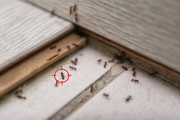 Best Residential Pest Control  in Wrightsboro, NC