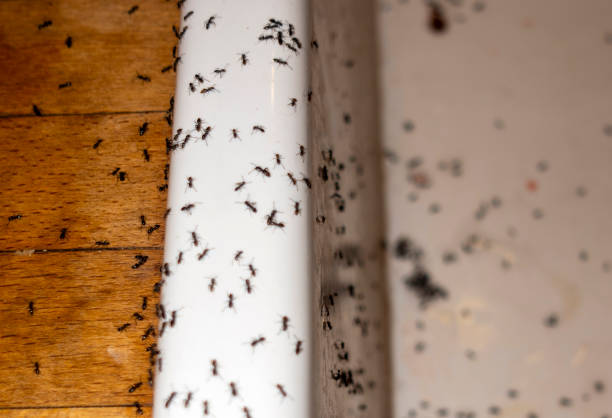 Best Exterminator Services  in Wrightsboro, NC