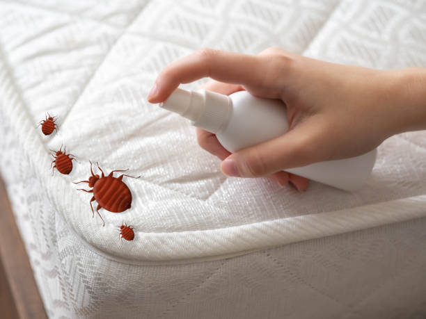 Best Spider Control Near Me  in Wrightsboro, NC