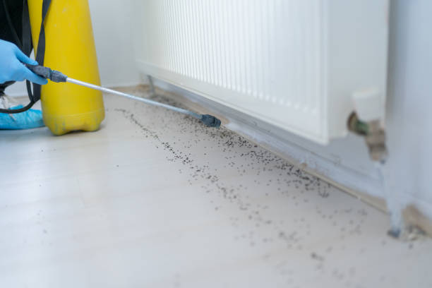 Best Mosquito Control Services  in Wrightsboro, NC